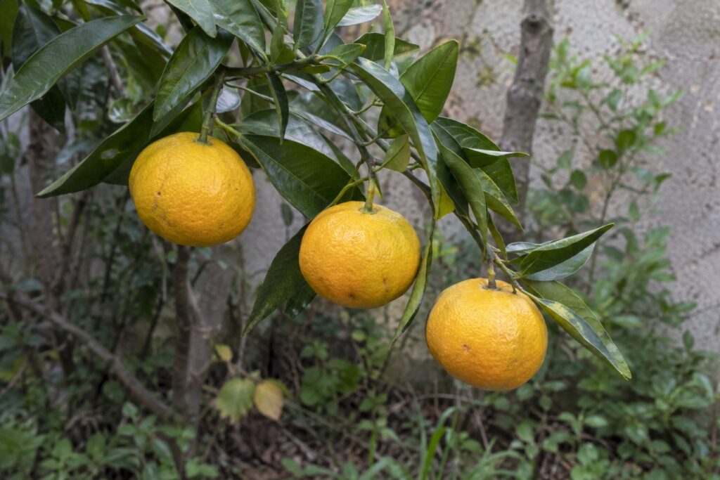 Trois petites mandarines Keraji Voss D14 jaunes sur une branche de l’arbre.