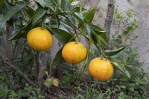 Trois petites mandarines Keraji Voss D14 jaunes sur une branche de l’arbre.