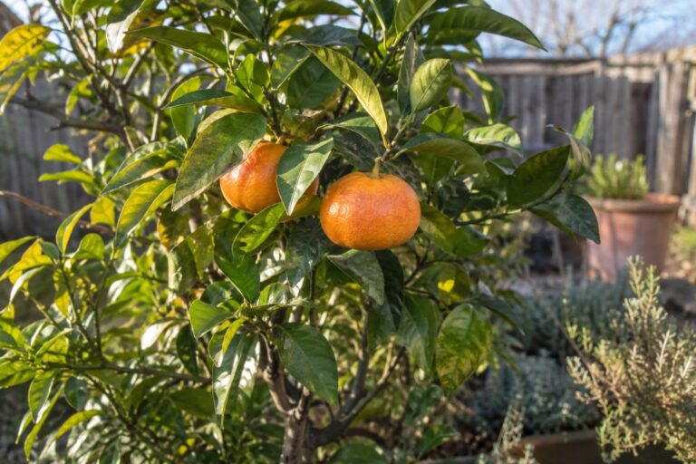 Deux mandarines Mandared orangées aux reflets rouges, attachées à une branche feuillue.