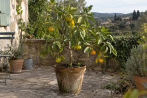 Un petit mandarinier Satsuma Clausellina en pot, portant quelques fruits verts et orangés.
