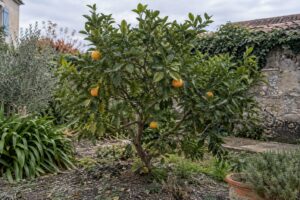 Un petit mandarinier Satsuma Hashimoto au jardin, portant quelques fruits jaunes orangés.