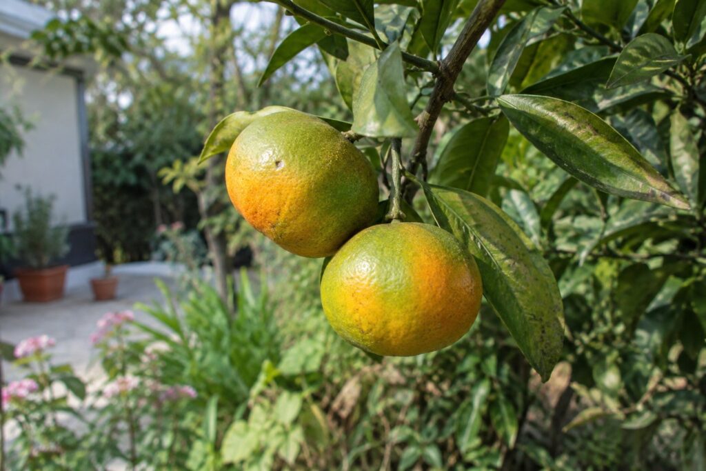 Deux mandarines Satsuma Iwasaki en cours de coloration sur une branche de l’arbre.