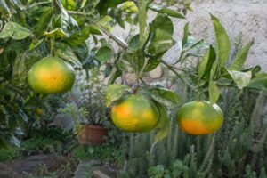Trois mandarines Satsuma Kuno Wase vertes et orangées encore attachées à une branche.