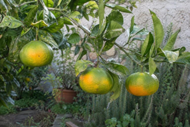 Trois mandarines Satsuma Kuno Wase vertes et orangées encore attachées à une branche.