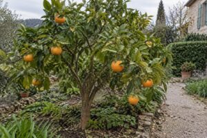 Un mandarinier Satsuma Owari Francis Soules au jardin avec plusieurs fruits orangés.