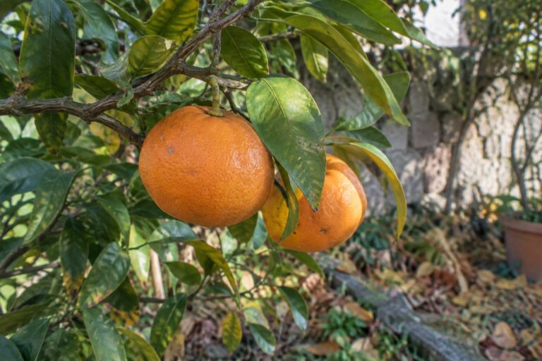Deux mandarines Satsuma Owari Frost mûres sur une branche feuillue.