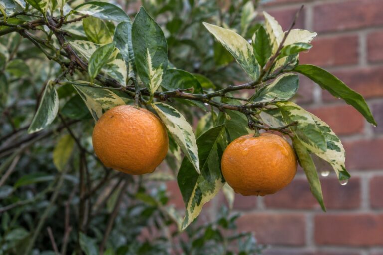 Satsuma au feuillage marbré de vert et de crème, avec deux mandarines orange sur une branche.