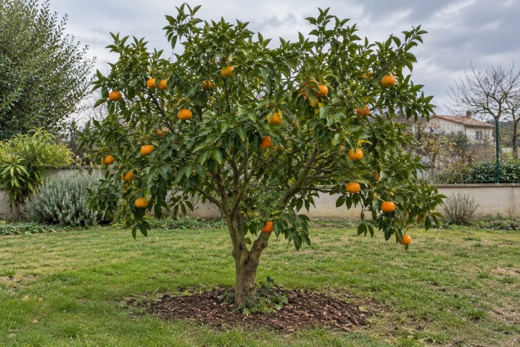 Mandarinier satsuma au port étalé portant quelques fruits orange dans un jardin.