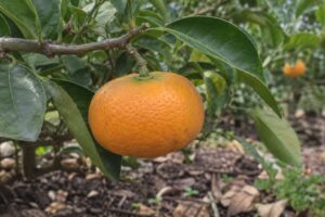 Mandarine satsuma aplatie et partiellement verte, encore attachée à une branche basse.