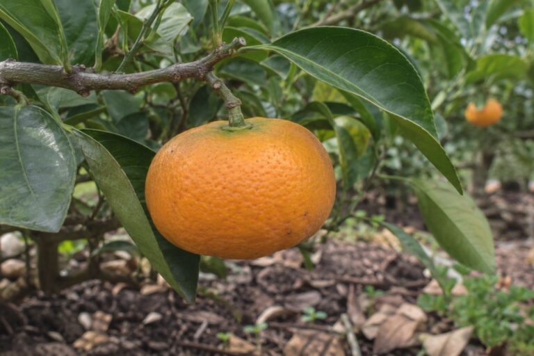 Mandarine satsuma aplatie et partiellement verte, encore attachée à une branche basse.