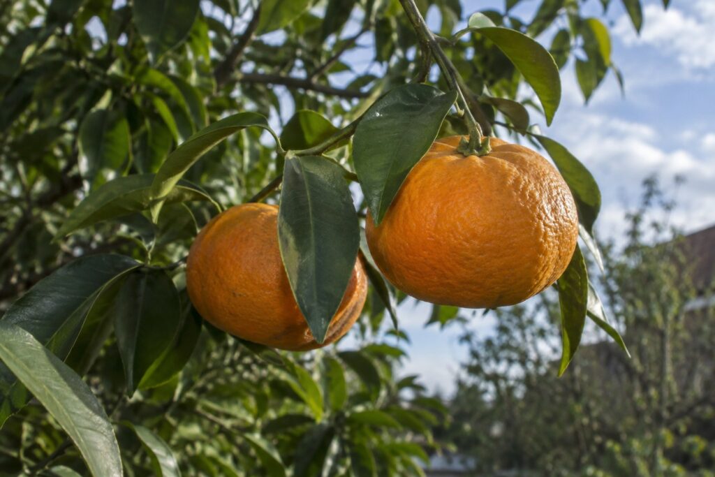 Deux mandarines Xie Shan aplaties sur une branche retombante au milieu du feuillage.