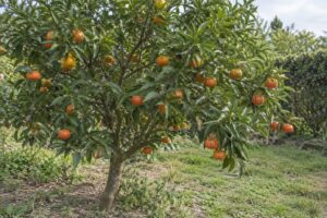 Mandarinier Shangsa portant de petites mandarines orange dans un jardin.