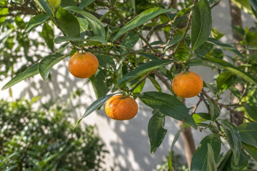 Petites mandarines Koji orange sur une branche aux feuilles étroites.