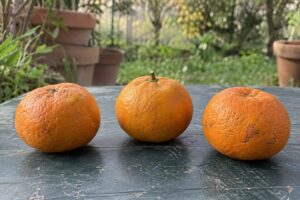 Trois agrumes orange à l’écorce granuleuse posés sur une table de jardin.