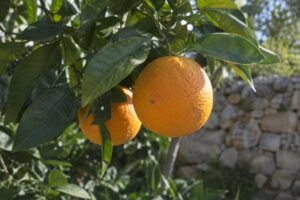 Deux oranges mûres encore attachées à une branche d’oranger dans un jardin.