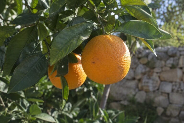 Deux oranges mûres encore attachées à une branche d’oranger dans un jardin.