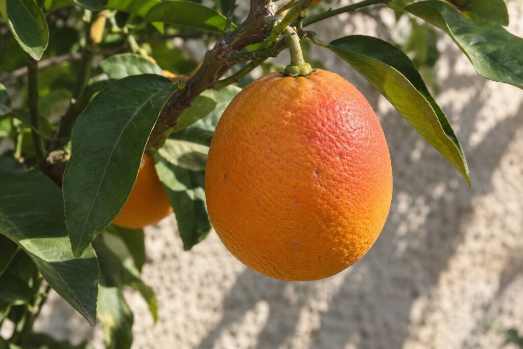 Orange légèrement ovale avec une teinte rouge rosé sur sa peau, encore sur l’arbre.
