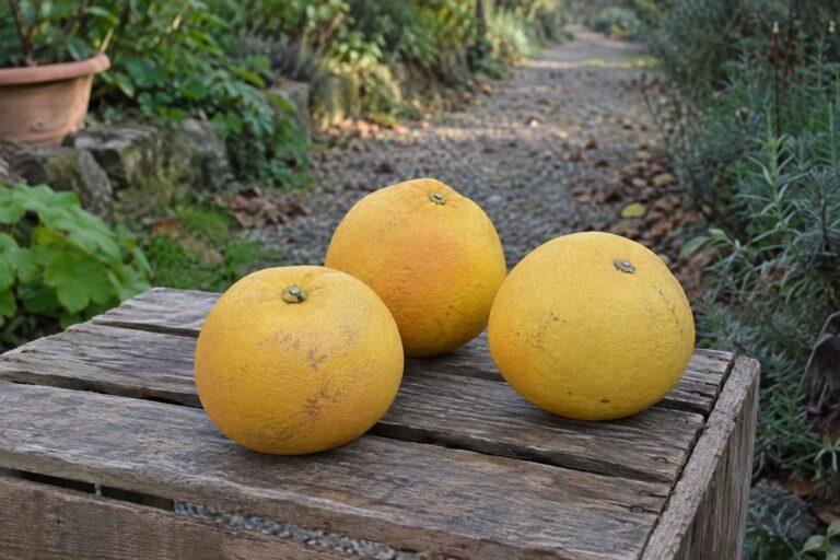 Trois pomelos jaunes sur une caisse de récolte dans un jardin.