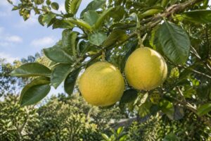 Deux gros pomelos jaunes sur une branche, entourés de larges feuilles vertes.