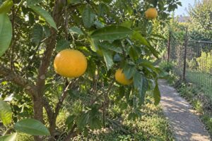 Pomelos jaune orangé sur une branche feuillue, avec une allée de jardin à l’arrière-plan.