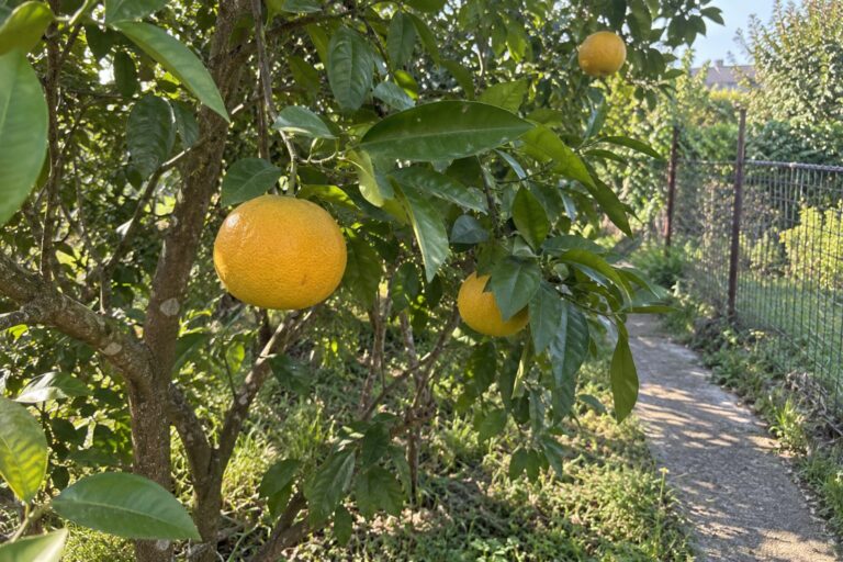 Pomelos jaune orangé sur une branche feuillue, avec une allée de jardin à l’arrière-plan.
