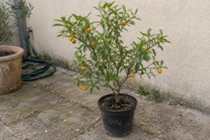 Petit agrume en pot avec des feuilles étroites et de minuscules fruits jaune orangé sur une terrasse.