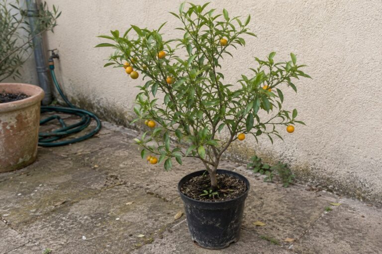 Petit agrume en pot avec des feuilles étroites et de minuscules fruits jaune orangé sur une terrasse.