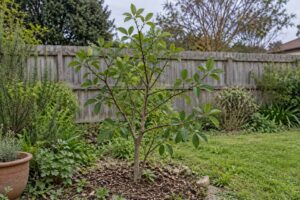 Jeune agrume au feuillage trifolié planté dans une plate-bande près d’une clôture.