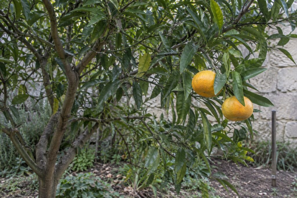 Petits agrumes jaune orangé sur une branche aux feuilles vertes allongées, près d’un mur de jardin.