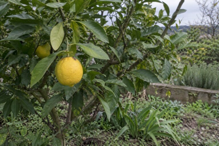 Gros agrume jaune arrondi suspendu parmi des feuilles vertes aux pétioles élargis.