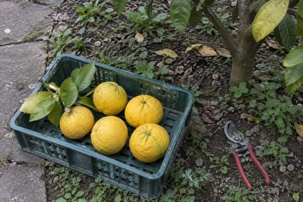 Agrumes jaunes légèrement aplatis dans une petite cagette posée sur le sol du jardin.