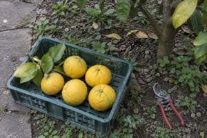 Agrumes jaunes légèrement aplatis dans une petite cagette posée sur le sol du jardin.