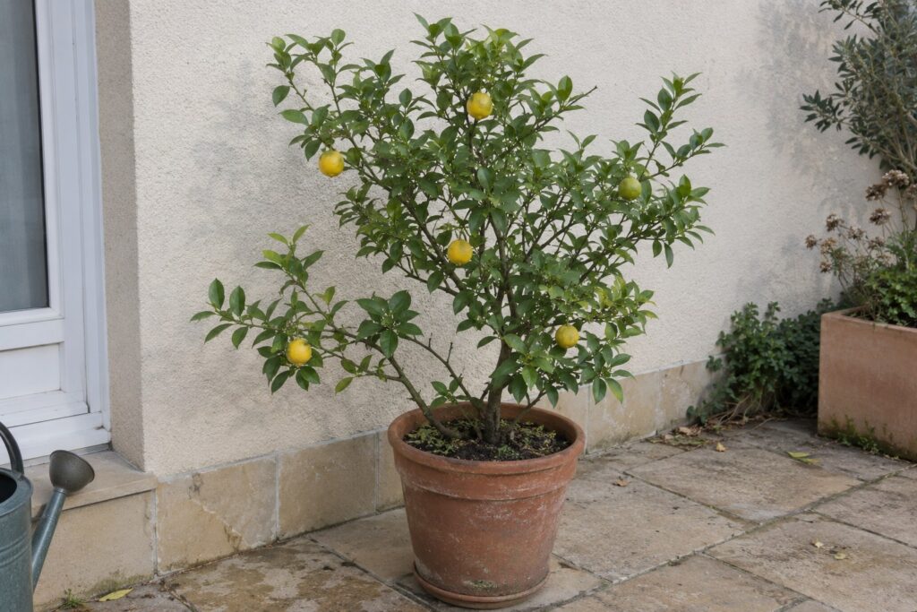Agrume en pot portant de petits fruits jaunes parmi un feuillage vert, devant un mur clair.