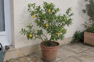 Agrume en pot portant de petits fruits jaunes parmi un feuillage vert, devant un mur clair.