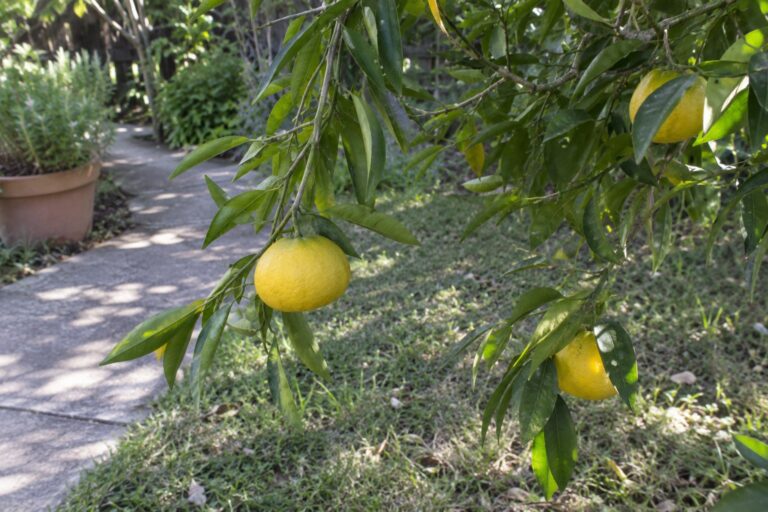 Petits agrumes jaunes légèrement aplatis sur une branche aux feuilles allongées, au bord d’une allée de jardin.