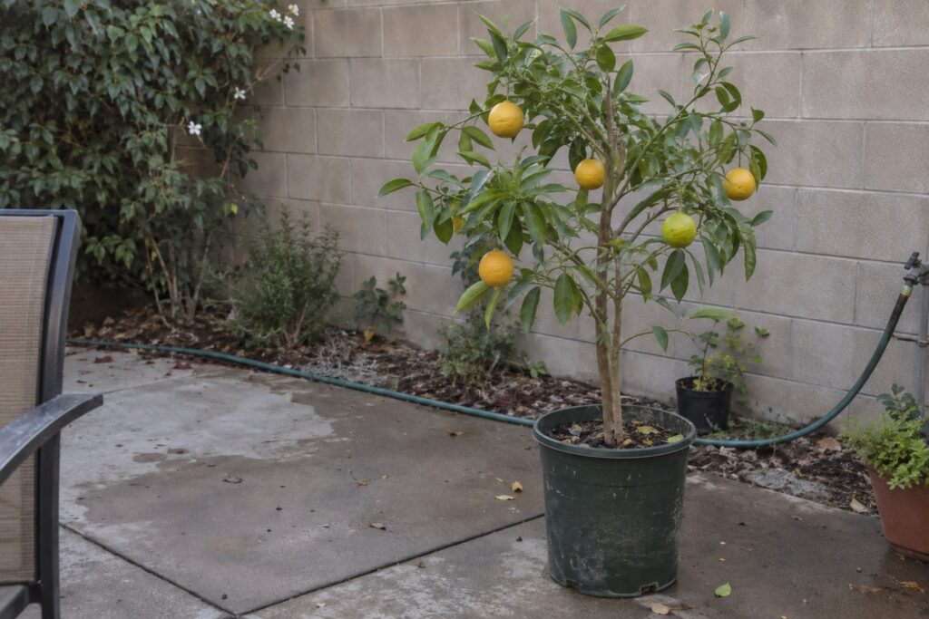 Jeune agrume en pot portant des fruits jaunes parmi de petites feuilles lancéolées dans une cour.