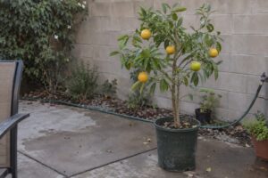 Jeune agrume en pot portant des fruits jaunes parmi de petites feuilles lancéolées dans une cour.