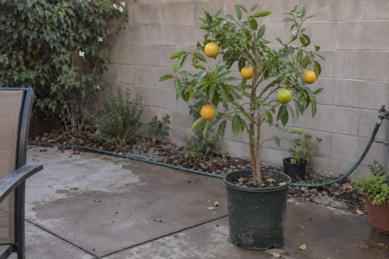 Jeune agrume en pot portant des fruits jaunes parmi de petites feuilles lancéolées dans une cour.