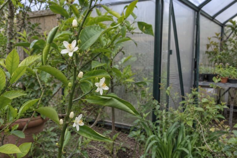Fleurs blanches d’agrume sur une jeune branche avec des feuilles simples légèrement repliées, près d’une serre.