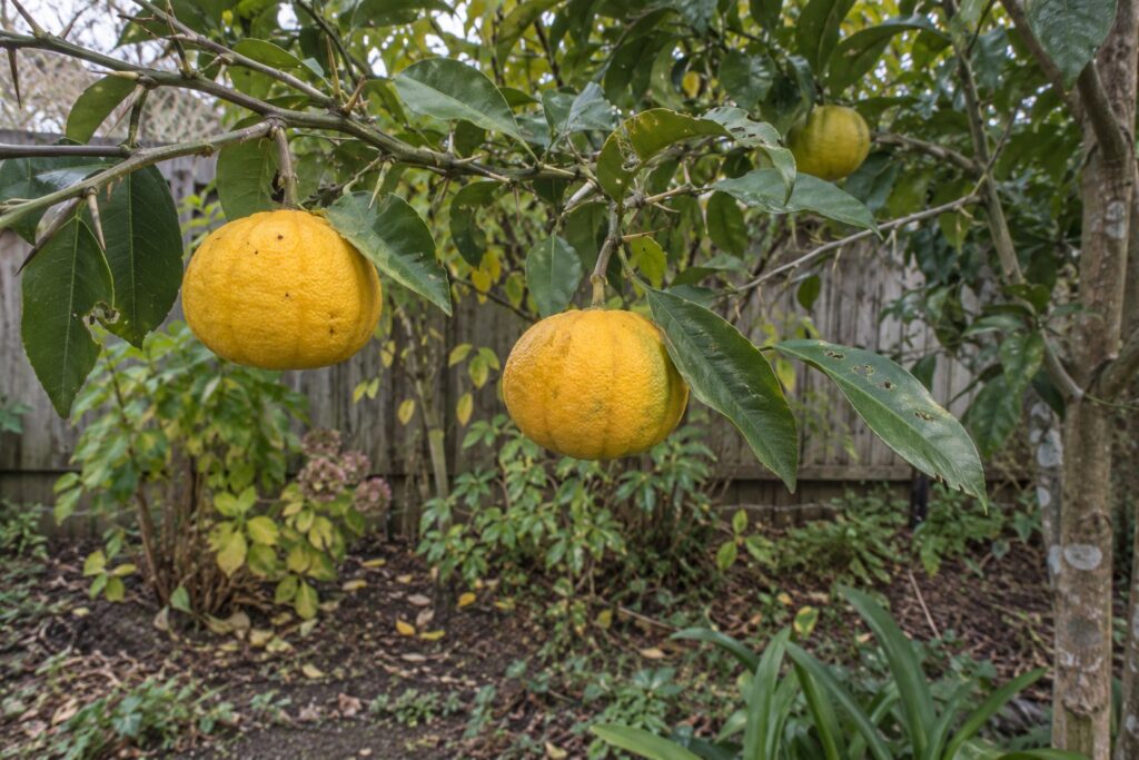 Fruits jaunes côtelés sur une branche d’agrume épineuse aux feuilles vertes et aux pétioles élargis.