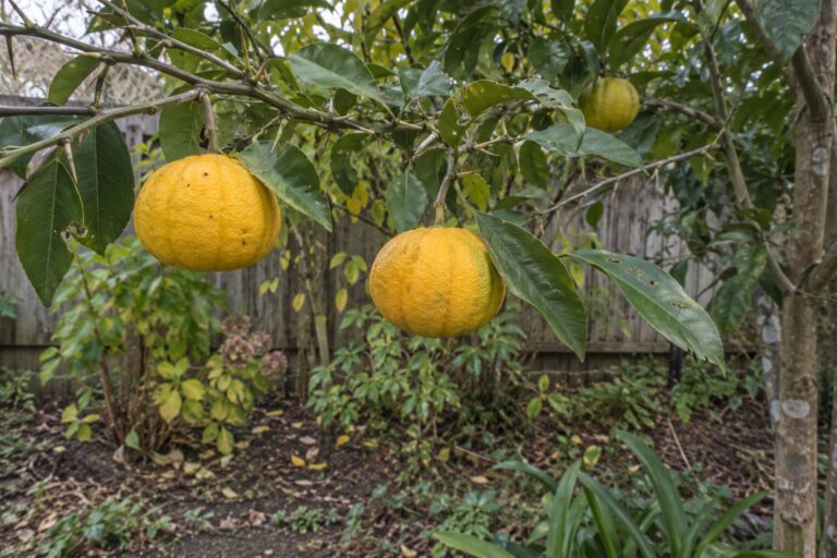 Fruits jaunes côtelés sur une branche d’agrume épineuse aux feuilles vertes et aux pétioles élargis.