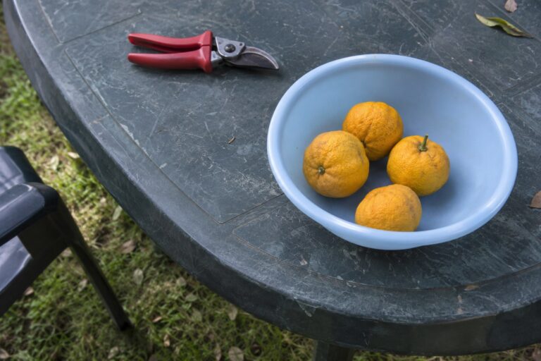 Petits agrumes jaune orangé à la peau rugueuse dans un bol, sur une table de jardin.