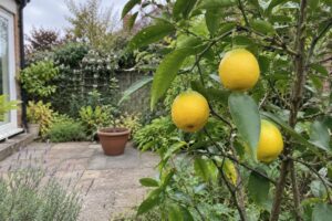 Petits agrumes jaunes arrondis parmi des feuilles vertes allongées, avec un patio à l’arrière-plan.